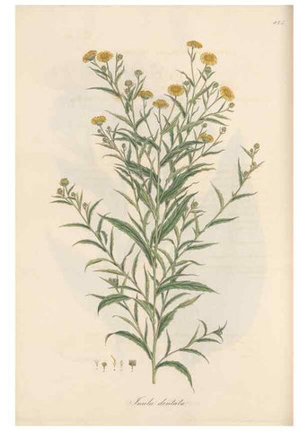 Reproducción/Reproduction 49579408188: Flora Graeca, sive, Plantarum rariorum historia, quas in provinciis aut insulis Graeciae /. Londini :Typis Richardi Taylor et socii, in Vico Shoe-Lane :MDCCCVI-MDCCCXL [1806-1840].. 