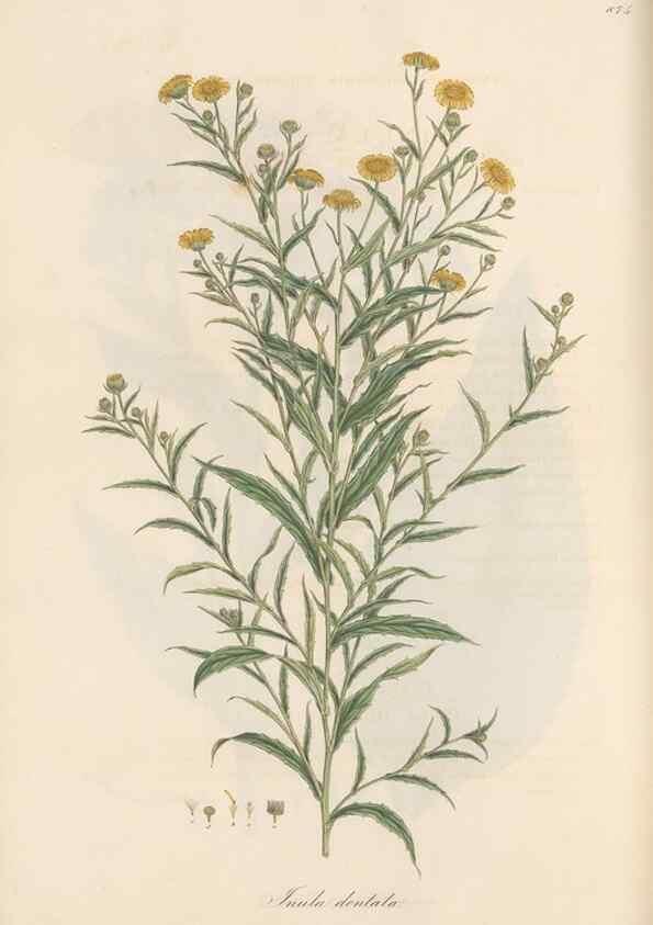 Reproducción/Reproduction 49579408188: Flora Graeca, sive, Plantarum rariorum historia, quas in provinciis aut insulis Graeciae /. Londini :Typis Richardi Taylor et socii, in Vico Shoe-Lane :MDCCCVI-MDCCCXL [1806-1840].. 