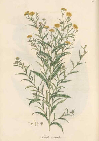 Reproducción/Reproduction 49579408188: Flora Graeca, sive, Plantarum rariorum historia, quas in provinciis aut insulis Graeciae /. Londini :Typis Richardi Taylor et socii, in Vico Shoe-Lane :MDCCCVI-MDCCCXL [1806-1840].. 