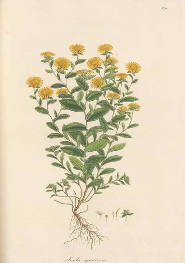 Reproducción/Reproduction 49579408503: Flora Graeca, sive, Plantarum rariorum historia, quas in provinciis aut insulis Graeciae /. Londini :Typis Richardi Taylor et socii, in Vico Shoe-Lane :MDCCCVI-MDCCCXL [1806-1840].. 