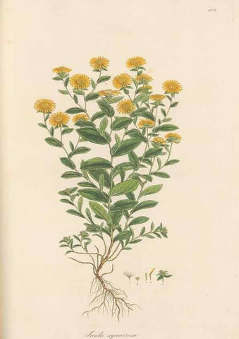 Reproducción/Reproduction 49579408503: Flora Graeca, sive, Plantarum rariorum historia, quas in provinciis aut insulis Graeciae /. Londini :Typis Richardi Taylor et socii, in Vico Shoe-Lane :MDCCCVI-MDCCCXL [1806-1840].. 