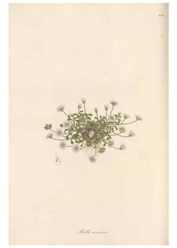 Reproducción/Reproduction 49579910461: Flora Graeca, sive, Plantarum rariorum historia, quas in provinciis aut insulis Graeciae /. Londini :Typis Richardi Taylor et socii, in Vico Shoe-Lane :MDCCCVI-MDCCCXL [1806-1840].. 
