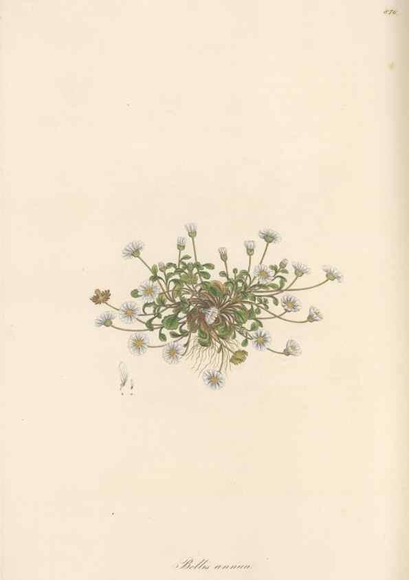Reproducción/Reproduction 49579910461: Flora Graeca, sive, Plantarum rariorum historia, quas in provinciis aut insulis Graeciae /. Londini :Typis Richardi Taylor et socii, in Vico Shoe-Lane :MDCCCVI-MDCCCXL [1806-1840].. 