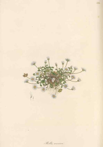 Reproducción/Reproduction 49579910461: Flora Graeca, sive, Plantarum rariorum historia, quas in provinciis aut insulis Graeciae /. Londini :Typis Richardi Taylor et socii, in Vico Shoe-Lane :MDCCCVI-MDCCCXL [1806-1840].. 