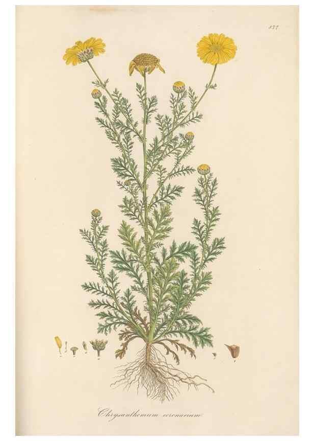 Reproducción/Reproduction 49579910801: Flora Graeca, sive, Plantarum rariorum historia, quas in provinciis aut insulis Graeciae /. Londini :Typis Richardi Taylor et socii, in Vico Shoe-Lane :MDCCCVI-MDCCCXL [1806-1840].. 