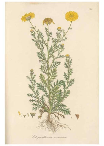 Reproducción/Reproduction 49579910801: Flora Graeca, sive, Plantarum rariorum historia, quas in provinciis aut insulis Graeciae /. Londini :Typis Richardi Taylor et socii, in Vico Shoe-Lane :MDCCCVI-MDCCCXL [1806-1840].. 