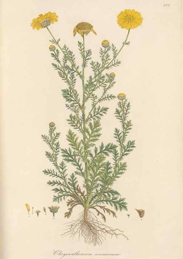 Reproducción/Reproduction 49579910801: Flora Graeca, sive, Plantarum rariorum historia, quas in provinciis aut insulis Graeciae /. Londini :Typis Richardi Taylor et socii, in Vico Shoe-Lane :MDCCCVI-MDCCCXL [1806-1840].. 