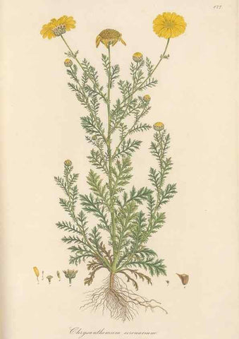 Reproducción/Reproduction 49579910801: Flora Graeca, sive, Plantarum rariorum historia, quas in provinciis aut insulis Graeciae /. Londini :Typis Richardi Taylor et socii, in Vico Shoe-Lane :MDCCCVI-MDCCCXL [1806-1840].. 