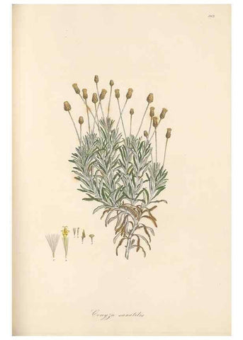 Reproducción/Reproduction 49580132572: Flora Graeca, sive, Plantarum rariorum historia, quas in provinciis aut insulis Graeciae /. Londini :Typis Richardi Taylor et socii, in Vico Shoe-Lane :MDCCCVI-MDCCCXL [1806-1840].. 