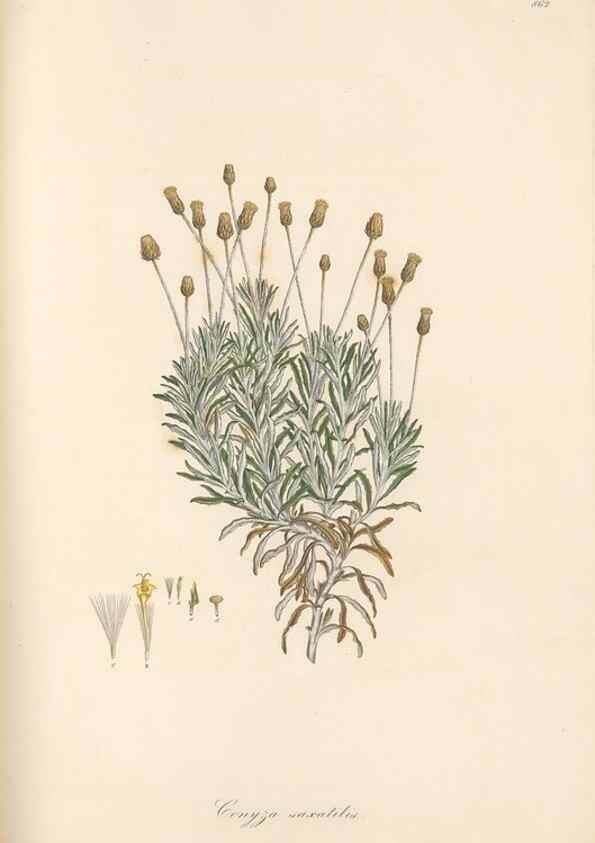Reproducción/Reproduction 49580132572: Flora Graeca, sive, Plantarum rariorum historia, quas in provinciis aut insulis Graeciae /. Londini :Typis Richardi Taylor et socii, in Vico Shoe-Lane :MDCCCVI-MDCCCXL [1806-1840].. 