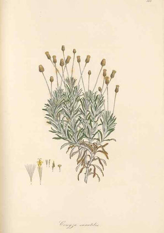 Reproducción/Reproduction 49580132572: Flora Graeca, sive, Plantarum rariorum historia, quas in provinciis aut insulis Graeciae /. Londini :Typis Richardi Taylor et socii, in Vico Shoe-Lane :MDCCCVI-MDCCCXL [1806-1840].. 