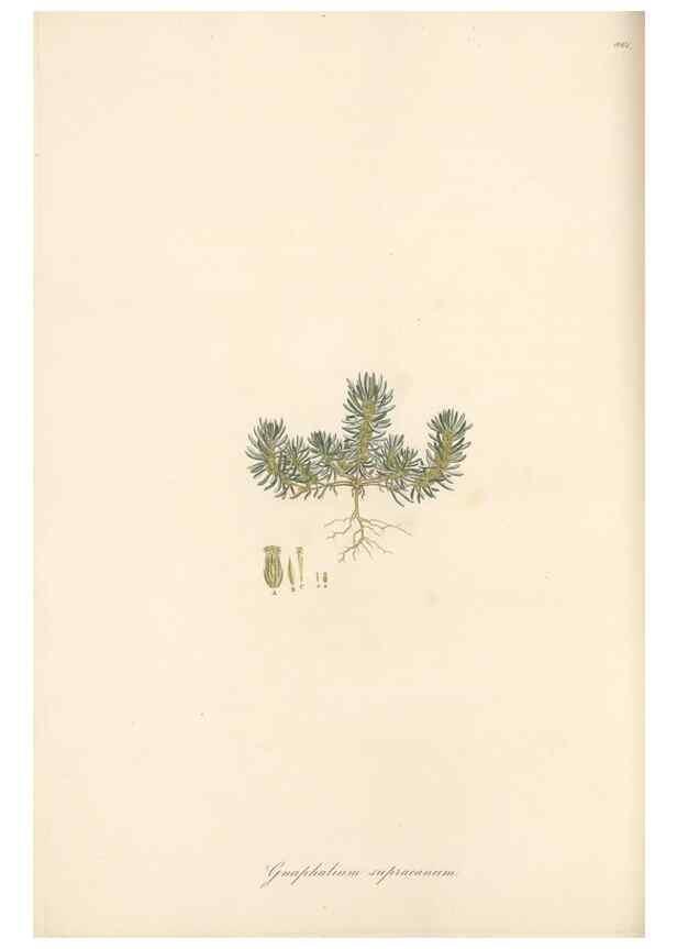 Reproducción/Reproduction 49579403243: Flora Graeca, sive, Plantarum rariorum historia, quas in provinciis aut insulis Graeciae /. Londini :Typis Richardi Taylor et socii, in Vico Shoe-Lane :MDCCCVI-MDCCCXL [1806-1840].. 
