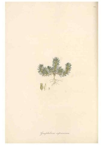 Reproducción/Reproduction 49579403243: Flora Graeca, sive, Plantarum rariorum historia, quas in provinciis aut insulis Graeciae /. Londini :Typis Richardi Taylor et socii, in Vico Shoe-Lane :MDCCCVI-MDCCCXL [1806-1840].. 