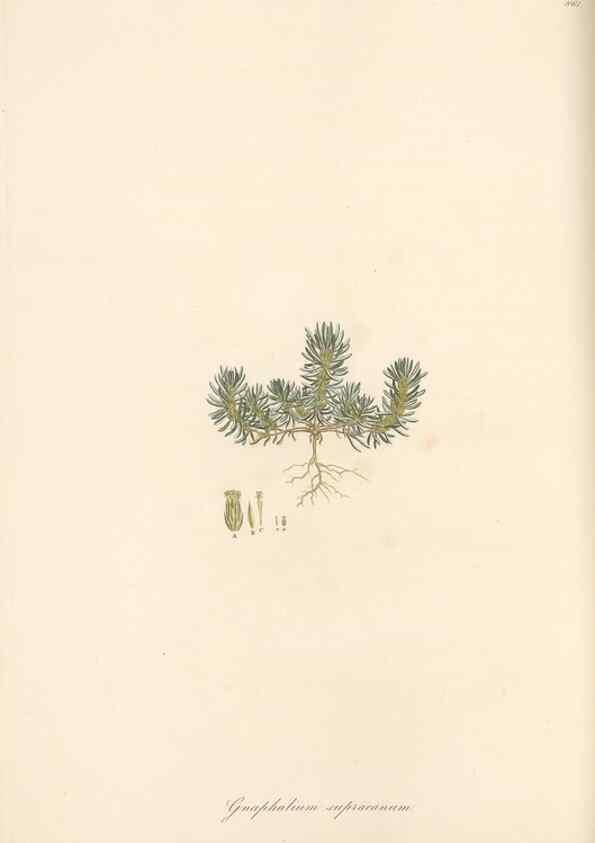 Reproducción/Reproduction 49579403243: Flora Graeca, sive, Plantarum rariorum historia, quas in provinciis aut insulis Graeciae /. Londini :Typis Richardi Taylor et socii, in Vico Shoe-Lane :MDCCCVI-MDCCCXL [1806-1840].. 