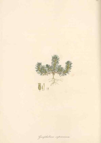 Reproducción/Reproduction 49579403243: Flora Graeca, sive, Plantarum rariorum historia, quas in provinciis aut insulis Graeciae /. Londini :Typis Richardi Taylor et socii, in Vico Shoe-Lane :MDCCCVI-MDCCCXL [1806-1840].. 