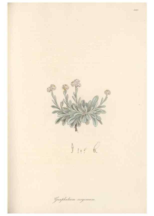 Reproducción/Reproduction 49579905096: Flora Graeca, sive, Plantarum rariorum historia, quas in provinciis aut insulis Graeciae /. Londini :Typis Richardi Taylor et socii, in Vico Shoe-Lane :MDCCCVI-MDCCCXL [1806-1840].. 