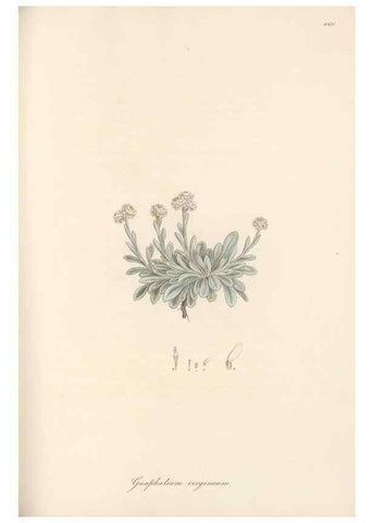 Reproducción/Reproduction 49579905096: Flora Graeca, sive, Plantarum rariorum historia, quas in provinciis aut insulis Graeciae /. Londini :Typis Richardi Taylor et socii, in Vico Shoe-Lane :MDCCCVI-MDCCCXL [1806-1840].. 