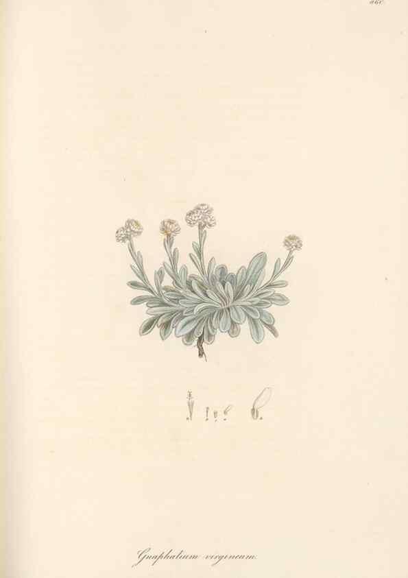 Reproducción/Reproduction 49579905096: Flora Graeca, sive, Plantarum rariorum historia, quas in provinciis aut insulis Graeciae /. Londini :Typis Richardi Taylor et socii, in Vico Shoe-Lane :MDCCCVI-MDCCCXL [1806-1840].. 
