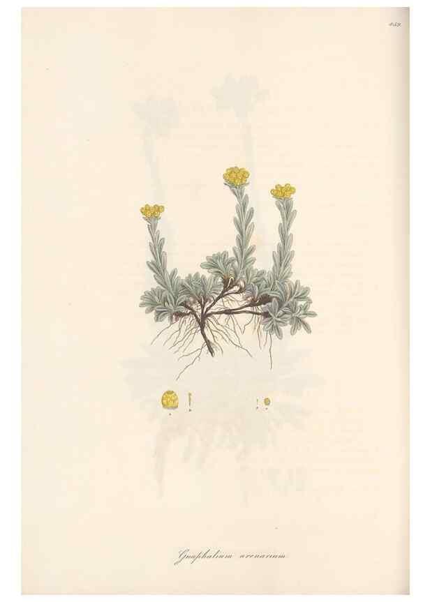 Reproducción/Reproduction 49579904671: Flora Graeca, sive, Plantarum rariorum historia, quas in provinciis aut insulis Graeciae /. Londini :Typis Richardi Taylor et socii, in Vico Shoe-Lane :MDCCCVI-MDCCCXL [1806-1840].. 