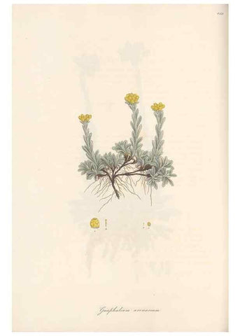 Reproducción/Reproduction 49579904671: Flora Graeca, sive, Plantarum rariorum historia, quas in provinciis aut insulis Graeciae /. Londini :Typis Richardi Taylor et socii, in Vico Shoe-Lane :MDCCCVI-MDCCCXL [1806-1840].. 