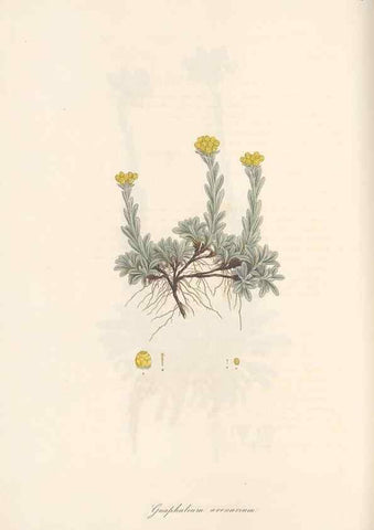Reproducción/Reproduction 49579904671: Flora Graeca, sive, Plantarum rariorum historia, quas in provinciis aut insulis Graeciae /. Londini :Typis Richardi Taylor et socii, in Vico Shoe-Lane :MDCCCVI-MDCCCXL [1806-1840].. 
