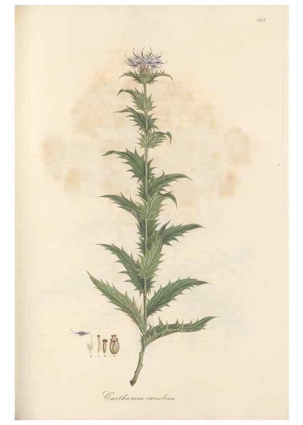 Reproducción/Reproduction 49580125847: Flora Graeca, sive, Plantarum rariorum historia, quas in provinciis aut insulis Graeciae /. Londini :Typis Richardi Taylor et socii, in Vico Shoe-Lane :MDCCCVI-MDCCCXL [1806-1840].. 