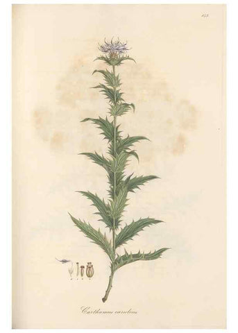 Reproducción/Reproduction 49580125847: Flora Graeca, sive, Plantarum rariorum historia, quas in provinciis aut insulis Graeciae /. Londini :Typis Richardi Taylor et socii, in Vico Shoe-Lane :MDCCCVI-MDCCCXL [1806-1840].. 