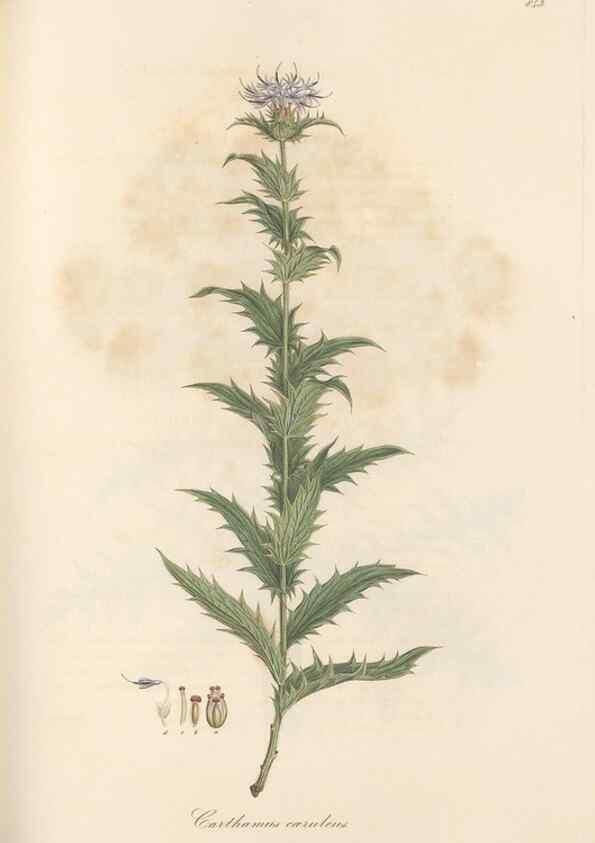 Reproducción/Reproduction 49580125847: Flora Graeca, sive, Plantarum rariorum historia, quas in provinciis aut insulis Graeciae /. Londini :Typis Richardi Taylor et socii, in Vico Shoe-Lane :MDCCCVI-MDCCCXL [1806-1840].. 