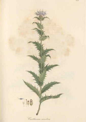 Reproducción/Reproduction 49580125847: Flora Graeca, sive, Plantarum rariorum historia, quas in provinciis aut insulis Graeciae /. Londini :Typis Richardi Taylor et socii, in Vico Shoe-Lane :MDCCCVI-MDCCCXL [1806-1840].. 