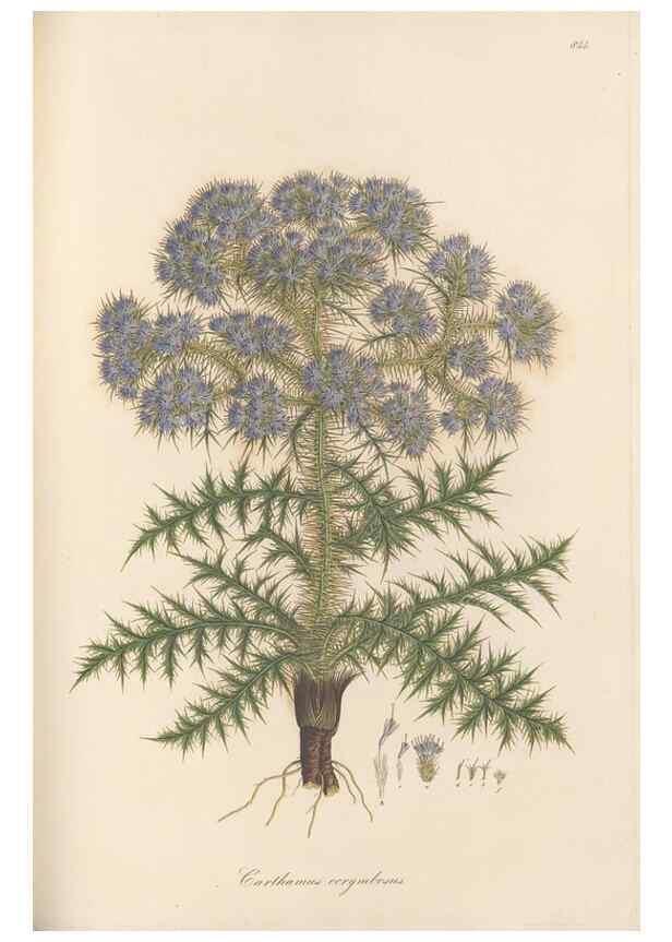 Reproducción/Reproduction 49579397178: Flora Graeca, sive, Plantarum rariorum historia, quas in provinciis aut insulis Graeciae /. Londini :Typis Richardi Taylor et socii, in Vico Shoe-Lane :MDCCCVI-MDCCCXL [1806-1840].. 