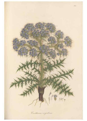Reproducción/Reproduction 49579397178: Flora Graeca, sive, Plantarum rariorum historia, quas in provinciis aut insulis Graeciae /. Londini :Typis Richardi Taylor et socii, in Vico Shoe-Lane :MDCCCVI-MDCCCXL [1806-1840].. 