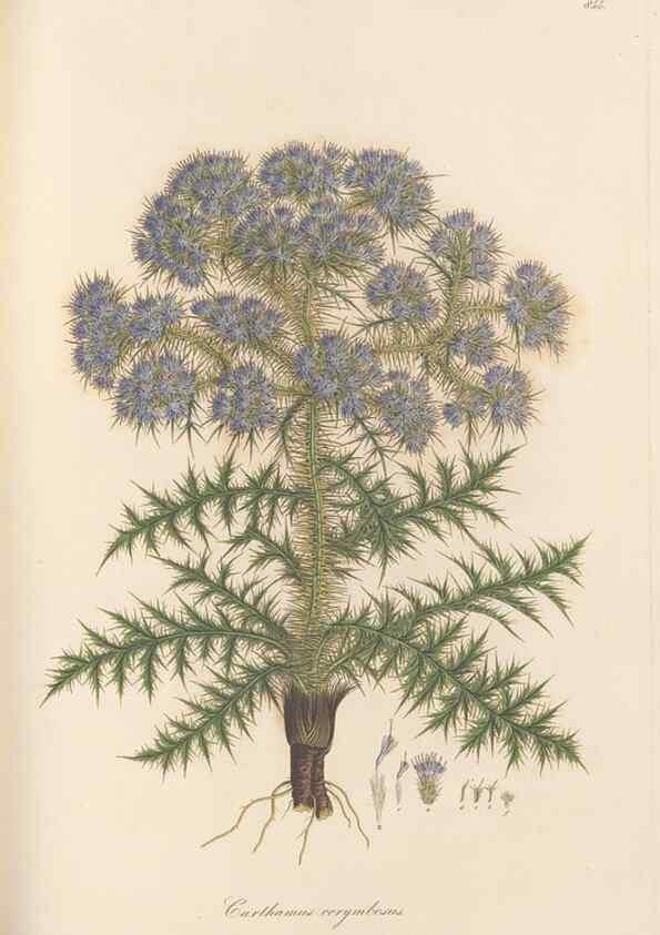 Reproducción/Reproduction 49579397178: Flora Graeca, sive, Plantarum rariorum historia, quas in provinciis aut insulis Graeciae /. Londini :Typis Richardi Taylor et socii, in Vico Shoe-Lane :MDCCCVI-MDCCCXL [1806-1840].. 
