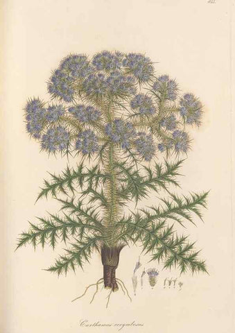 Reproducción/Reproduction 49579397178: Flora Graeca, sive, Plantarum rariorum historia, quas in provinciis aut insulis Graeciae /. Londini :Typis Richardi Taylor et socii, in Vico Shoe-Lane :MDCCCVI-MDCCCXL [1806-1840].. 