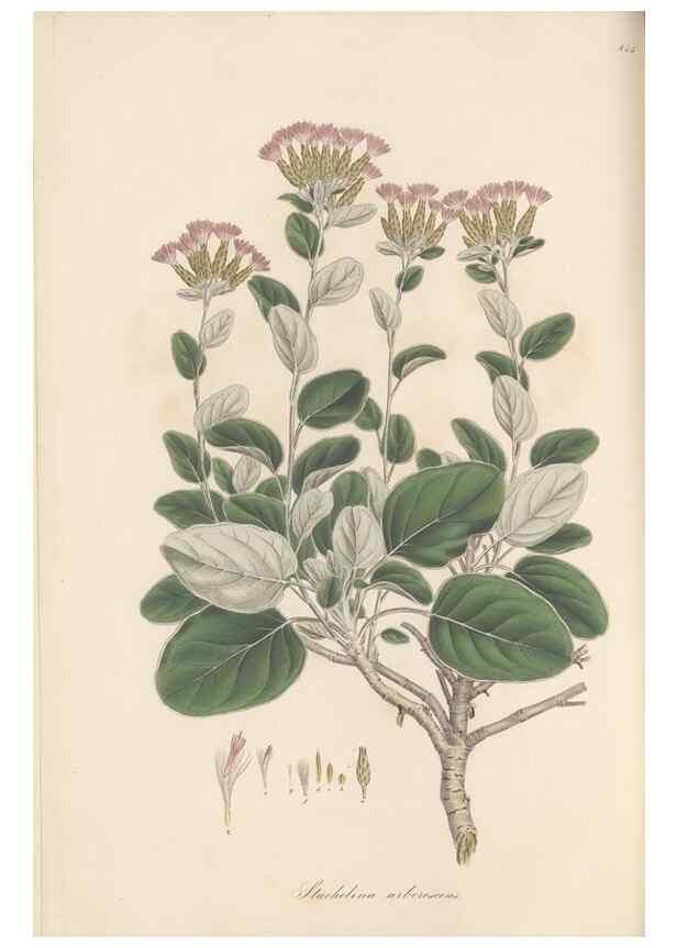 Reproducción/Reproduction 49579397503: Flora Graeca, sive, Plantarum rariorum historia, quas in provinciis aut insulis Graeciae /. Londini :Typis Richardi Taylor et socii, in Vico Shoe-Lane :MDCCCVI-MDCCCXL [1806-1840].. 