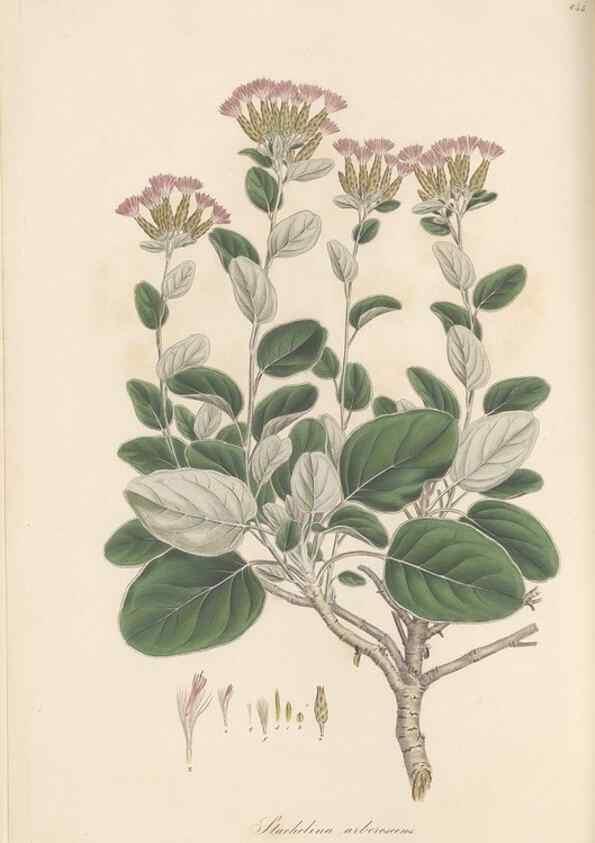 Reproducción/Reproduction 49579397503: Flora Graeca, sive, Plantarum rariorum historia, quas in provinciis aut insulis Graeciae /. Londini :Typis Richardi Taylor et socii, in Vico Shoe-Lane :MDCCCVI-MDCCCXL [1806-1840].. 