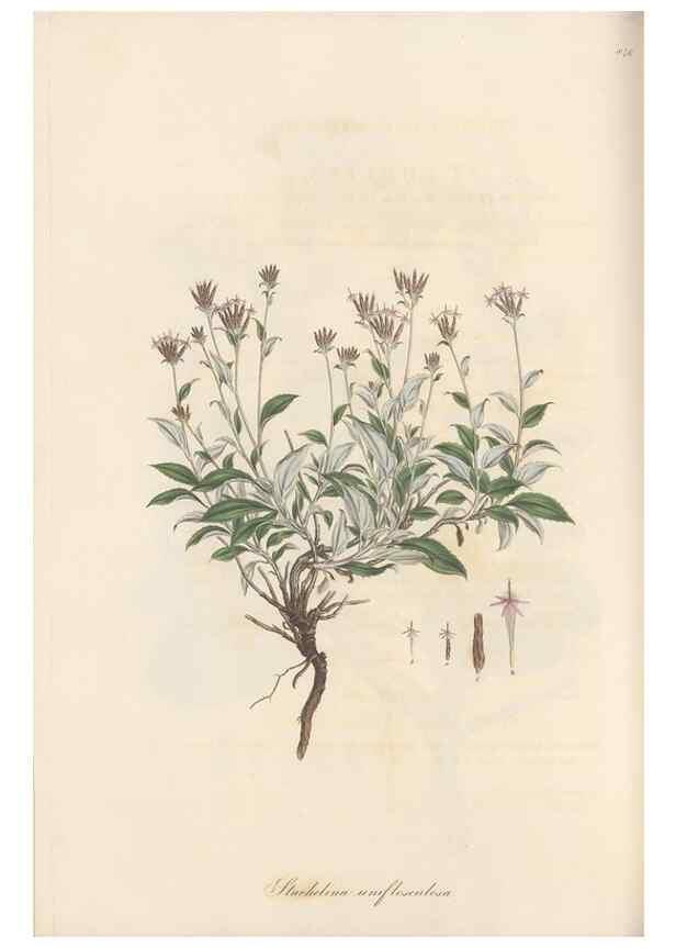 Reproducción/Reproduction 49579900171: Flora Graeca, sive, Plantarum rariorum historia, quas in provinciis aut insulis Graeciae /. Londini :Typis Richardi Taylor et socii, in Vico Shoe-Lane :MDCCCVI-MDCCCXL [1806-1840].. 