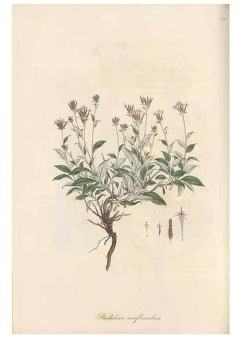 Reproducción/Reproduction 49579900171: Flora Graeca, sive, Plantarum rariorum historia, quas in provinciis aut insulis Graeciae /. Londini :Typis Richardi Taylor et socii, in Vico Shoe-Lane :MDCCCVI-MDCCCXL [1806-1840].. 