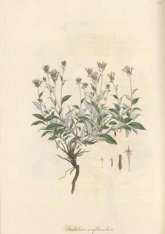 Reproducción/Reproduction 49579900171: Flora Graeca, sive, Plantarum rariorum historia, quas in provinciis aut insulis Graeciae /. Londini :Typis Richardi Taylor et socii, in Vico Shoe-Lane :MDCCCVI-MDCCCXL [1806-1840].. 