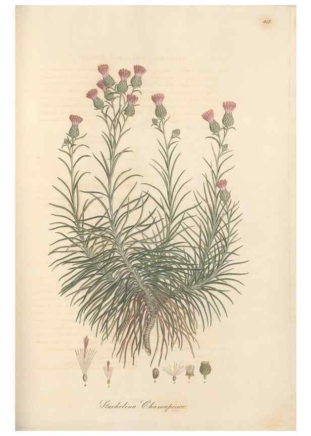 Reproducción/Reproduction 49580127352: Flora Graeca, sive, Plantarum rariorum historia, quas in provinciis aut insulis Graeciae /. Londini :Typis Richardi Taylor et socii, in Vico Shoe-Lane :MDCCCVI-MDCCCXL [1806-1840].. 