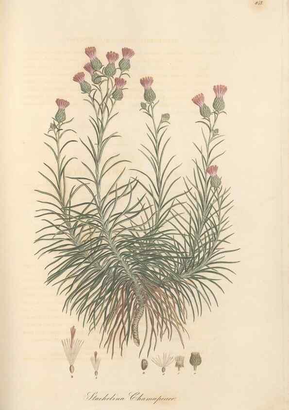 Reproducción/Reproduction 49580127352: Flora Graeca, sive, Plantarum rariorum historia, quas in provinciis aut insulis Graeciae /. Londini :Typis Richardi Taylor et socii, in Vico Shoe-Lane :MDCCCVI-MDCCCXL [1806-1840].. 