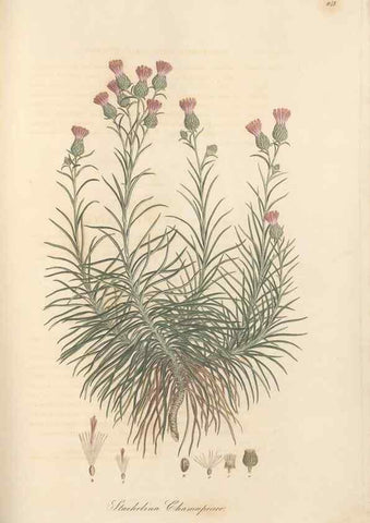 Reproducción/Reproduction 49580127352: Flora Graeca, sive, Plantarum rariorum historia, quas in provinciis aut insulis Graeciae /. Londini :Typis Richardi Taylor et socii, in Vico Shoe-Lane :MDCCCVI-MDCCCXL [1806-1840].. 