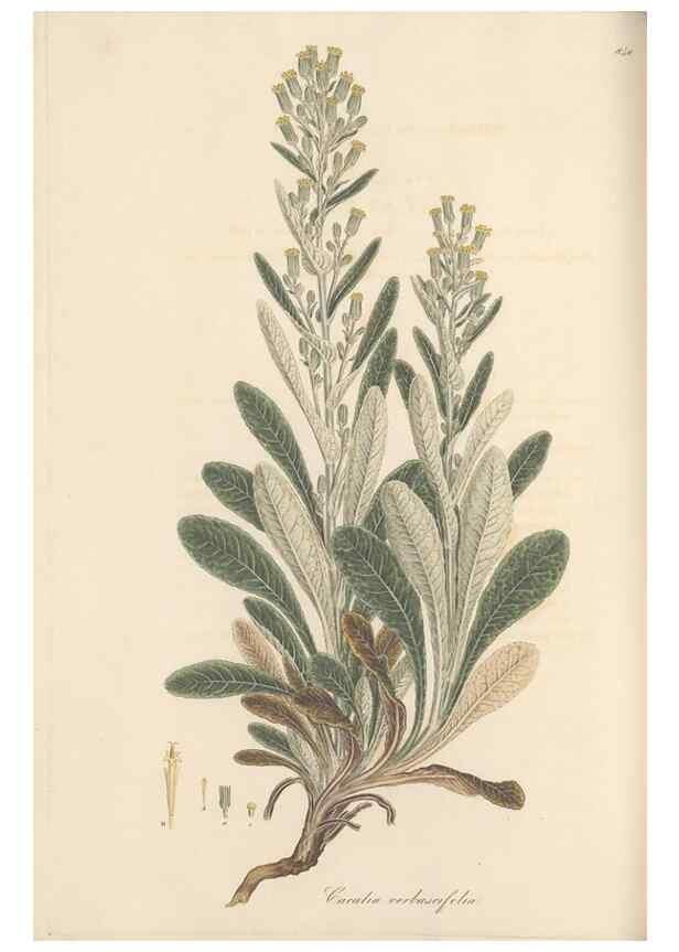 Reproducción/Reproduction 49579900861: Flora Graeca, sive, Plantarum rariorum historia, quas in provinciis aut insulis Graeciae /. Londini :Typis Richardi Taylor et socii, in Vico Shoe-Lane :MDCCCVI-MDCCCXL [1806-1840].. 