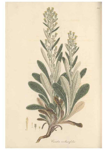 Reproducción/Reproduction 49579900861: Flora Graeca, sive, Plantarum rariorum historia, quas in provinciis aut insulis Graeciae /. Londini :Typis Richardi Taylor et socii, in Vico Shoe-Lane :MDCCCVI-MDCCCXL [1806-1840].. 