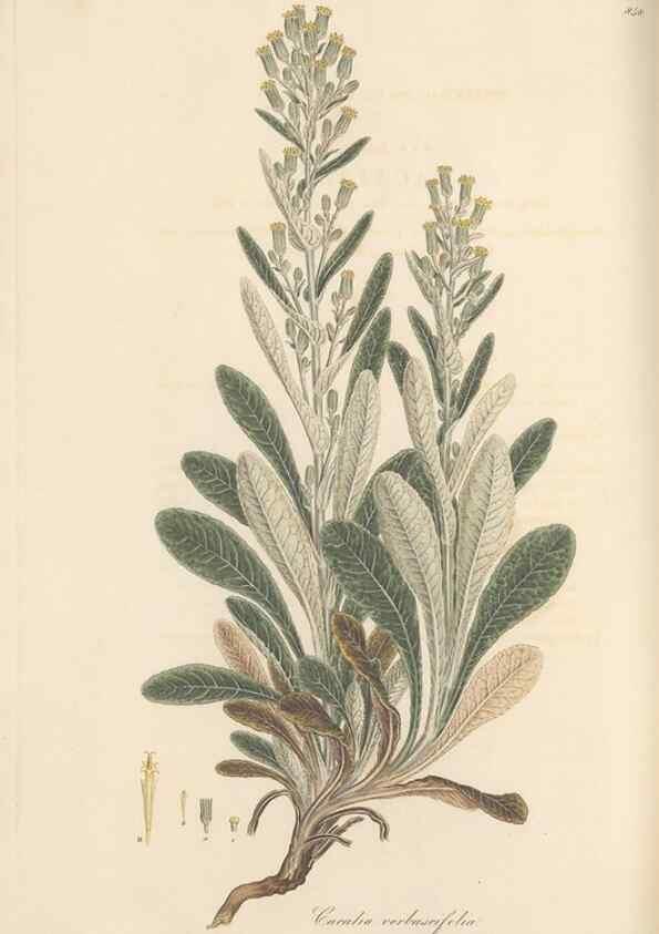 Reproducción/Reproduction 49579900861: Flora Graeca, sive, Plantarum rariorum historia, quas in provinciis aut insulis Graeciae /. Londini :Typis Richardi Taylor et socii, in Vico Shoe-Lane :MDCCCVI-MDCCCXL [1806-1840].. 