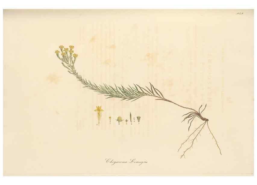 Reproducción/Reproduction 49579398973: Flora Graeca, sive, Plantarum rariorum historia, quas in provinciis aut insulis Graeciae /. Londini :Typis Richardi Taylor et socii, in Vico Shoe-Lane :MDCCCVI-MDCCCXL [1806-1840].. 