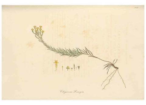 Reproducción/Reproduction 49579398973: Flora Graeca, sive, Plantarum rariorum historia, quas in provinciis aut insulis Graeciae /. Londini :Typis Richardi Taylor et socii, in Vico Shoe-Lane :MDCCCVI-MDCCCXL [1806-1840].. 