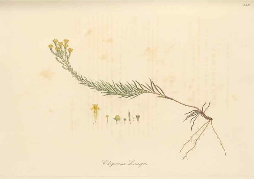 Reproducción/Reproduction 49579398973: Flora Graeca, sive, Plantarum rariorum historia, quas in provinciis aut insulis Graeciae /. Londini :Typis Richardi Taylor et socii, in Vico Shoe-Lane :MDCCCVI-MDCCCXL [1806-1840].. 