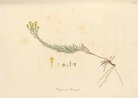 Reproducción/Reproduction 49579398973: Flora Graeca, sive, Plantarum rariorum historia, quas in provinciis aut insulis Graeciae /. Londini :Typis Richardi Taylor et socii, in Vico Shoe-Lane :MDCCCVI-MDCCCXL [1806-1840].. 
