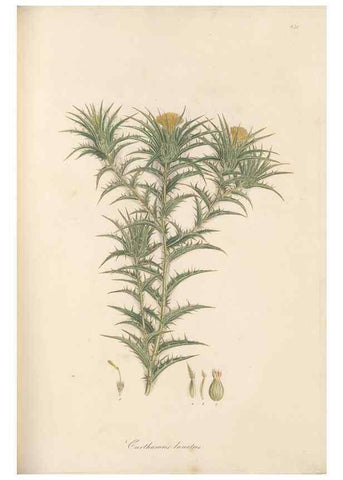 Reproducción/Reproduction 49579898466: Flora Graeca, sive, Plantarum rariorum historia, quas in provinciis aut insulis Graeciae /. Londini :Typis Richardi Taylor et socii, in Vico Shoe-Lane :MDCCCVI-MDCCCXL [1806-1840].. 