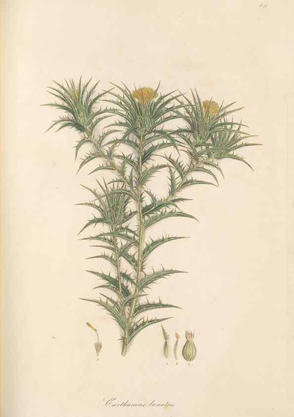 Reproducción/Reproduction 49579898466: Flora Graeca, sive, Plantarum rariorum historia, quas in provinciis aut insulis Graeciae /. Londini :Typis Richardi Taylor et socii, in Vico Shoe-Lane :MDCCCVI-MDCCCXL [1806-1840].. 